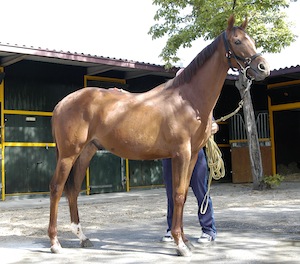 Uno de los yearlings a subasta el domingo