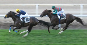 SEÑOR MIRANDA supera a BOTTEGA en la preparatoria de la Copa de Oro. (Foto: turfshamardal.com)