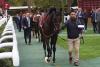 Así de orgulloso aparecía Rodaballo en el Paddock de Longchamp para enfrentarse a la élite europea.